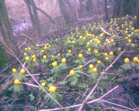 Spring flowers in the forrest