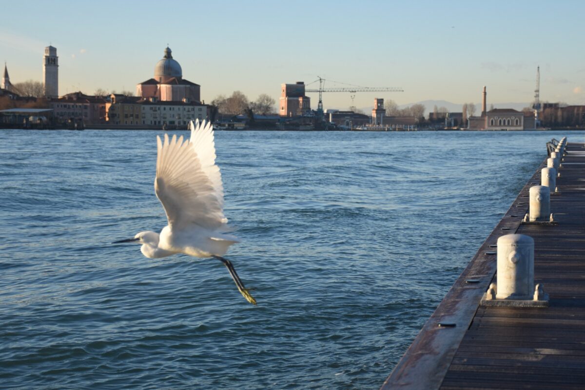 White egret taking off (Certosa island, Venice)