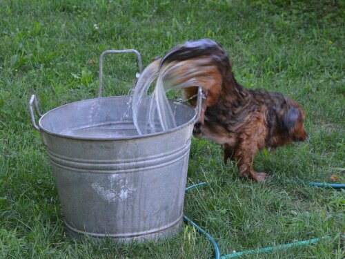 Water born dog