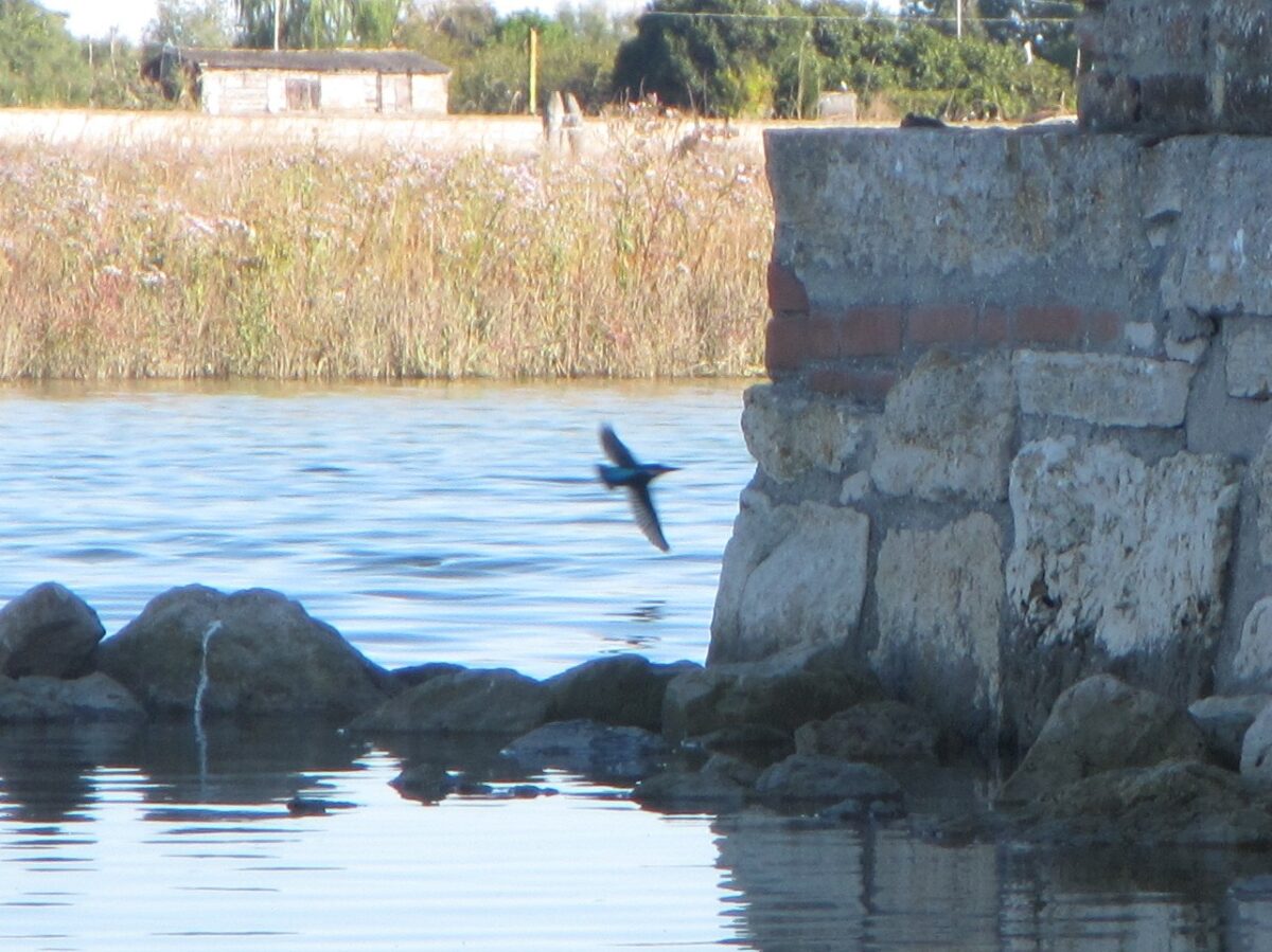 Kingfishers
