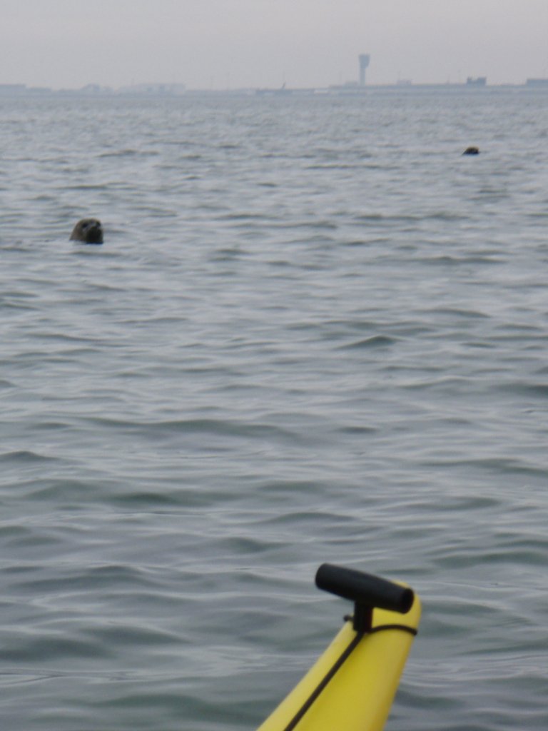 The seals by the kayak