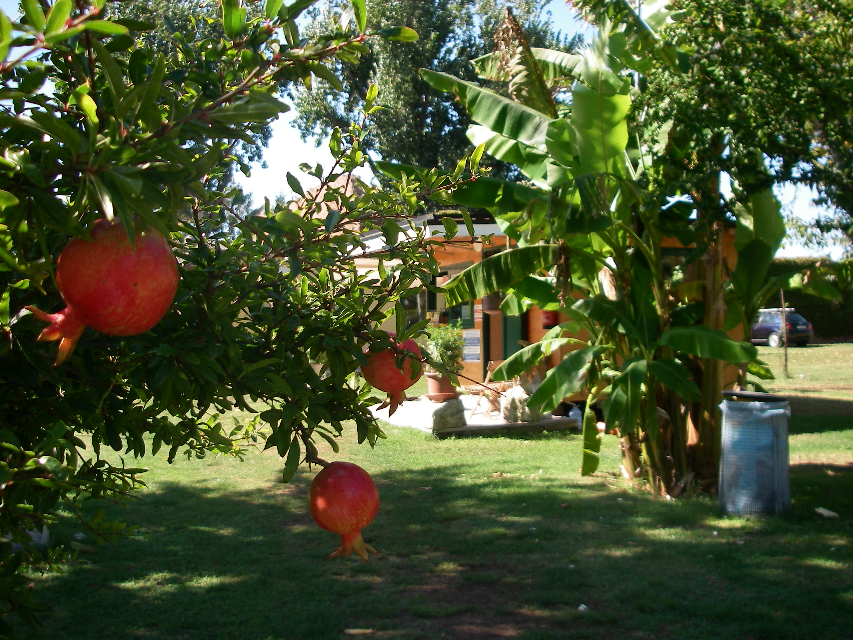 Camping San NicolÃ², pomegranate and banana