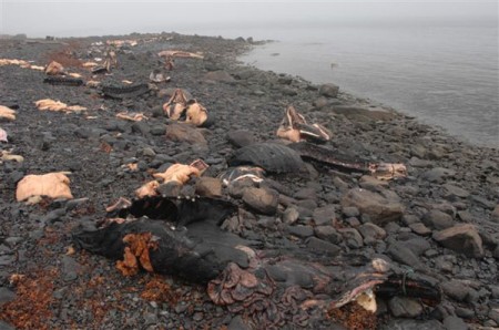 Narwhal massacre in Greenland