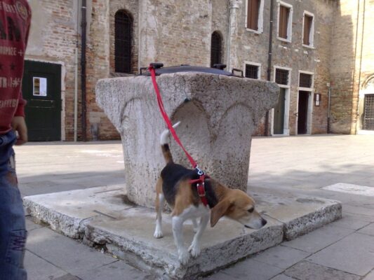 Beagle at San Giacomo dell'Orio