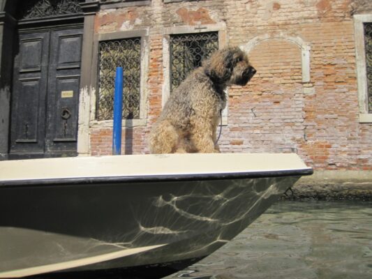 Dog sitting on boat - 2