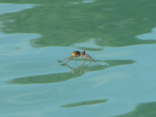 Walking on water