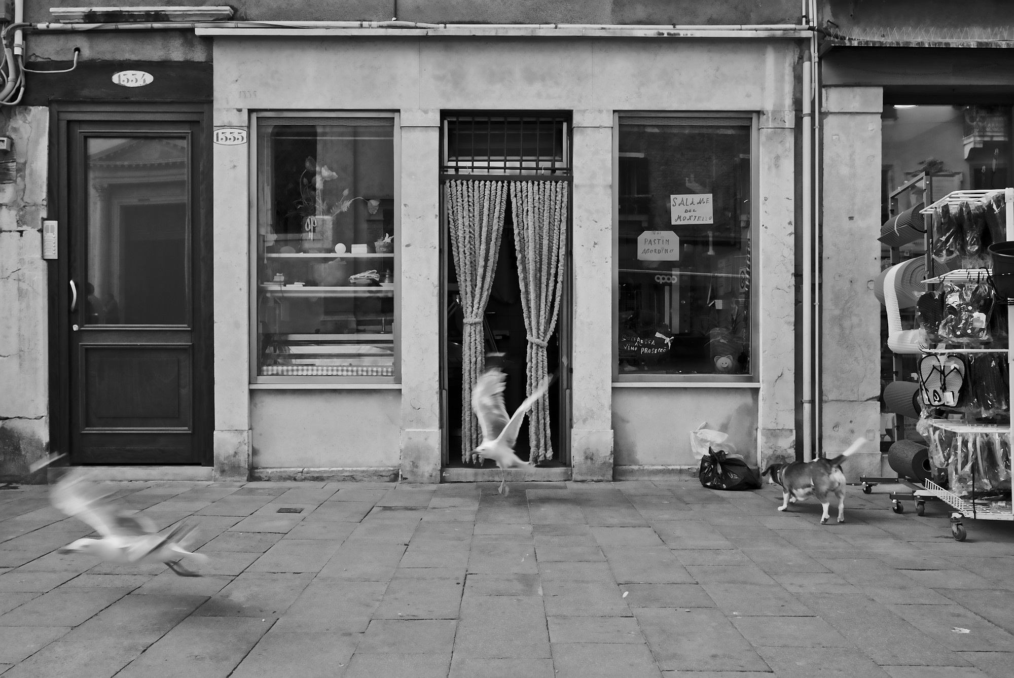 Seagulls fleeing a dog in the Via Garibaldi