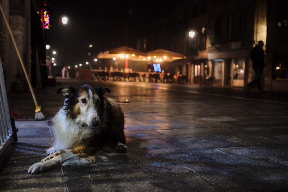 Penny in the Via Garibaldi for her evening walk with a bit of mist. Being old she likes to rest at the local bar, even though it was closing.