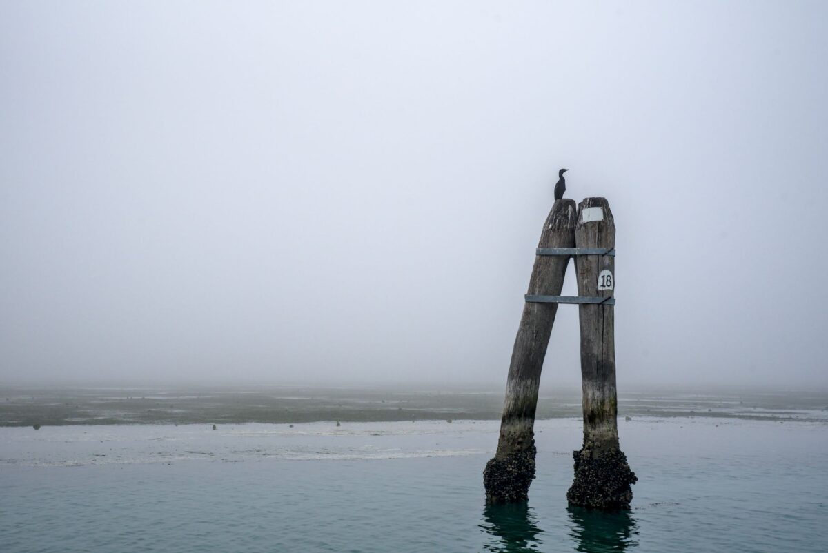 The Venetian lagoon on the fog - briccola with cormorant
