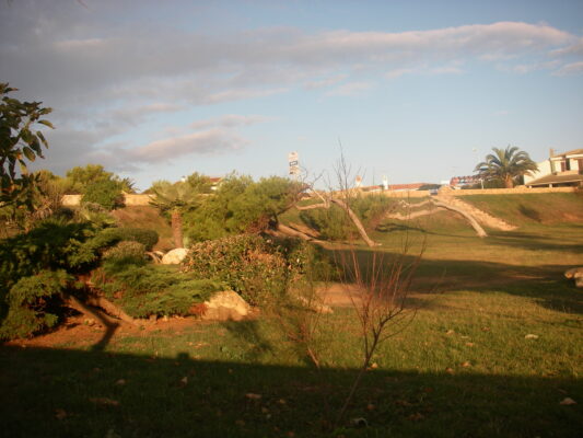 Windswept trees in Porto Torres